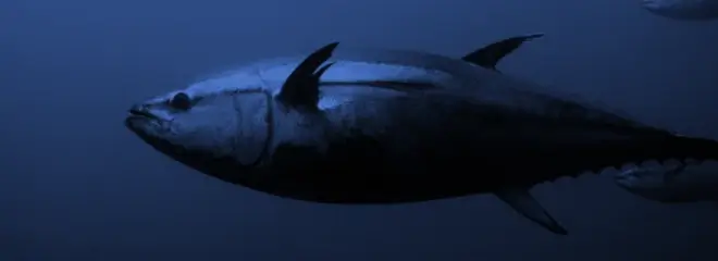 Bluefin Popping Gear