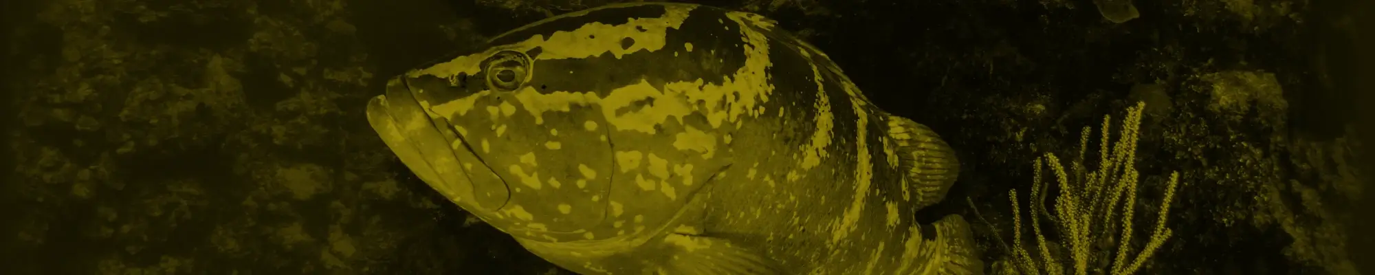 Grouper Bottom Fishing Gear