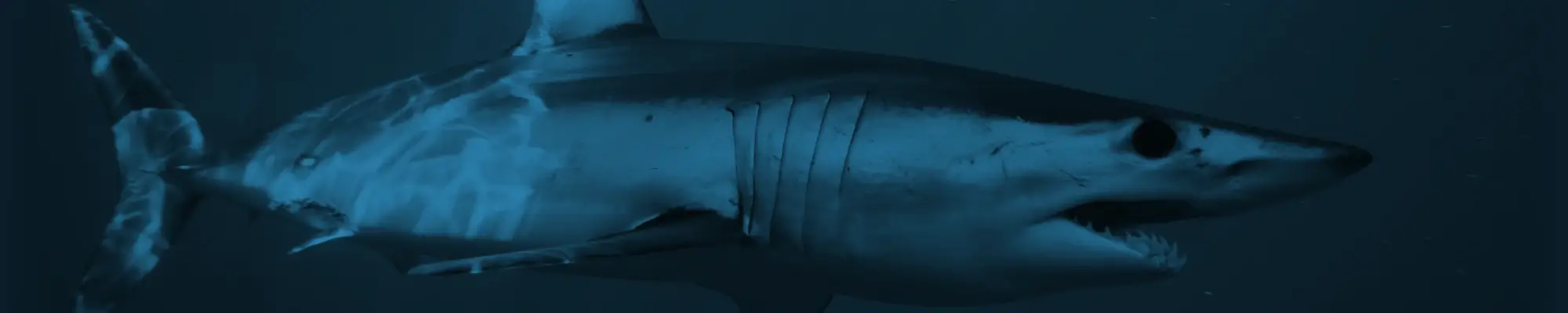 Mako Shark Chumming Gear