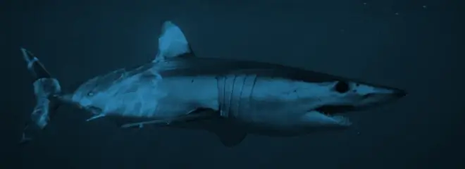Mako Shark Chumming Gear