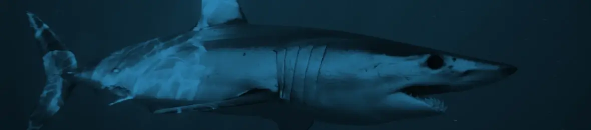 Mako Shark Chumming Gear