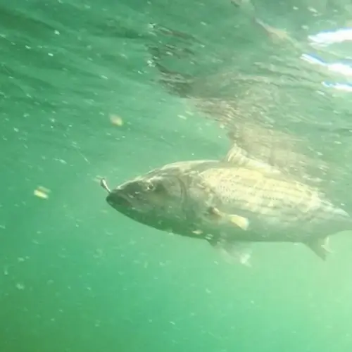 A hooked striper in the water