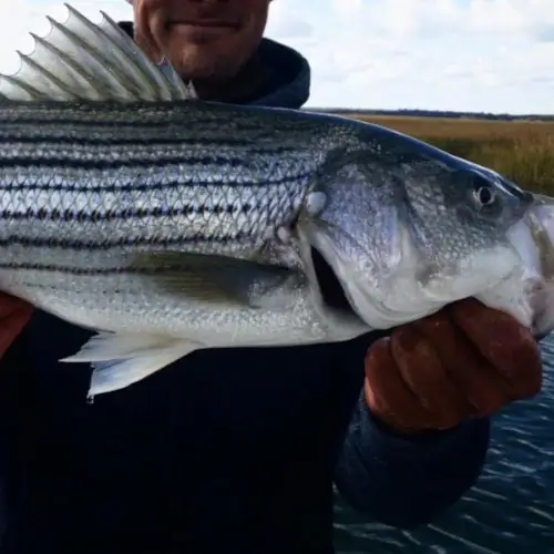 Dan Schafer holding a striper up close