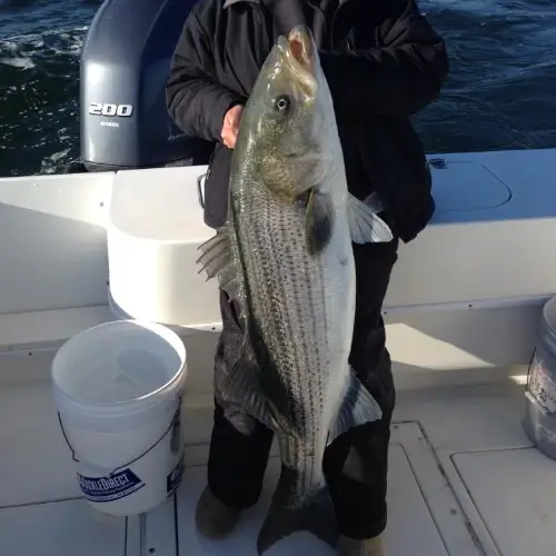 Maureen Klause standing on a boat holding a large fish