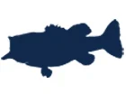 Bass