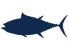 Bigeye Tuna