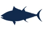 Bluefin Tuna
