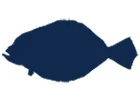 Flounder