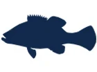 Grouper