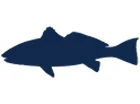Redfish