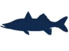 Snook