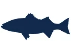 Striped Bass