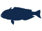 Tilefish