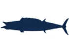 Wahoo