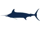 White Marlin
