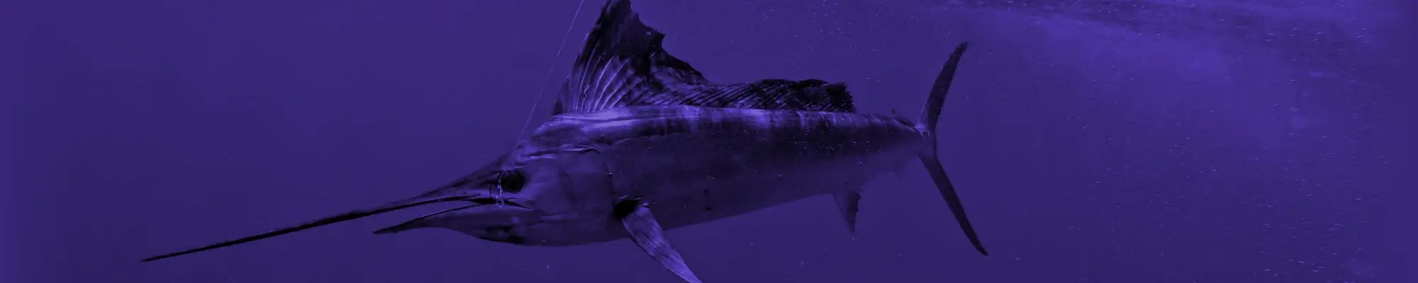 Sailfish Trolling Gear