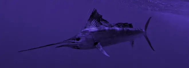 Sailfish Trolling Gear