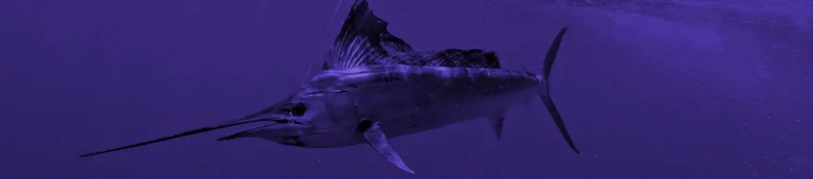 Sailfish Trolling Gear