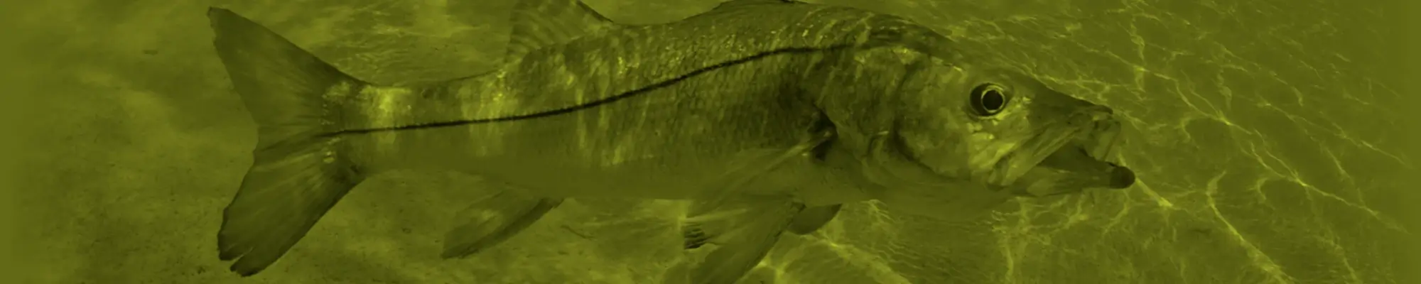 Snook Essential Gear