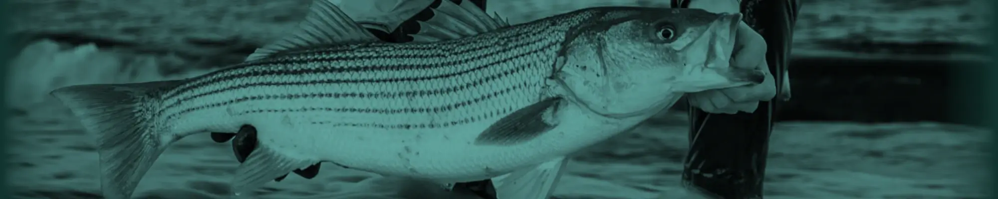 Striped Bass Essential Gear