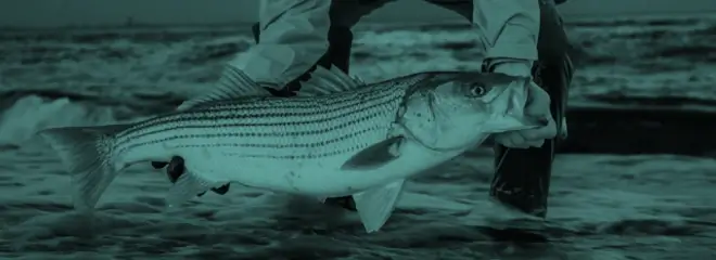 Striped Bass Essential Gear