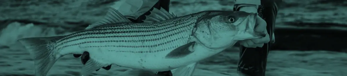 Striped Bass Essential Gear