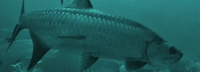 Tarpon Essential Gear