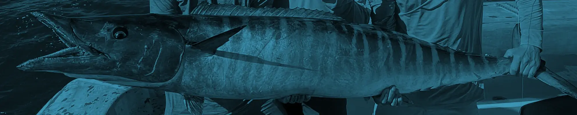 Wahoo Essential Gear