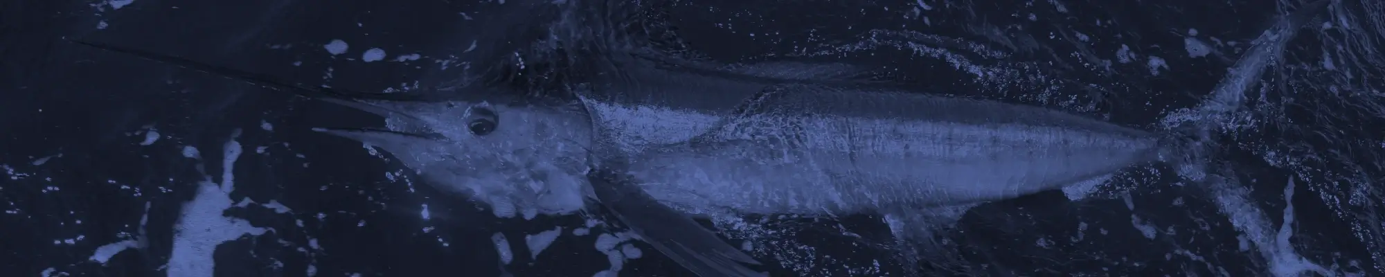 White Marlin Trolling Gear