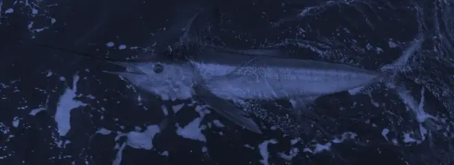 White Marlin Trolling Gear